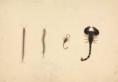 Dois Escorpiões e Duas Centopeias de Unknown artist