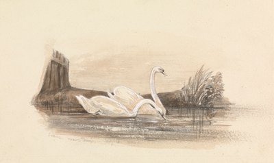 Dois cisnes num lago de Unknown artist