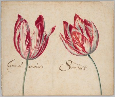 Duas tulipas (frente); uma tulipa (verso) de Unknown artist