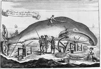 Cachalote: em terra, o cachalote é limpo... Gravura destacada de um livro do início do século XVIII de Unknown artist
