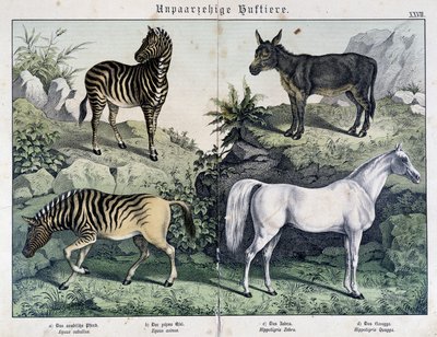 Zebras, burro e cavalo - em "Histoires naturelles des mammals", ed. Schreiber de Unknown artist