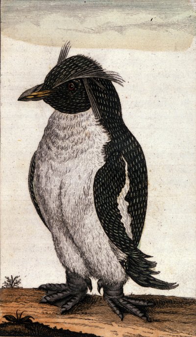 Gráfico zoológico retratando uma ave de Diomedea da família Albatross. Gravura do século XVIII de Unknown artist