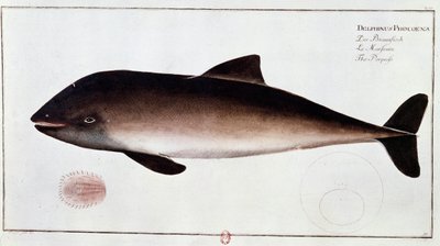 Zoologia: quadro que representa uma toninha, mamífero aquático. Impressão do início do século XVIII a.N. Paris de Unknown artist