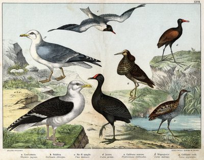 a: O lutador (Machetes pugnax), b: Frango Gallinula chloropus), c: Rale des genetes (Crex pratensis), d: Jacana (Parra Jacana), e: Gaivota de olhos negros (Hydrocolaeus ridibundus), f: Gaivota (Larus marinus), g: Gaivota de arenque (Larus argentus) - In "N de Unknown artist