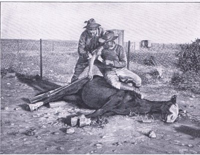 Uma fuga estreita. Um batedor ferido que teve o seu cavalo abatido por debaixo dele, de After Pretoria: The Guerilla War publicado pela Harmsworth Bros Limited. de Unknown photographer