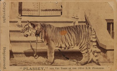 Plassey, o tigre de estimação dos Royal Madras Fusiliers de Unknown photographer