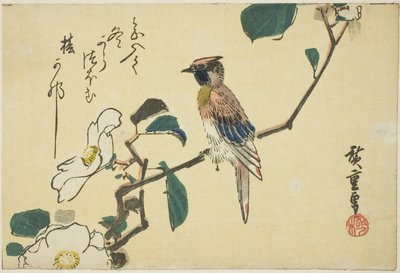 Oriole de nuca preta em galho de camélia de Utagawa Hiroshige