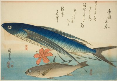 Peixe-voador e Ichimochi, de uma série sem título de peixes de Utagawa Hiroshige