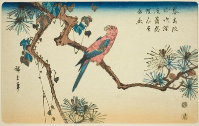 Arara em galho de pinheiro de Utagawa Hiroshige