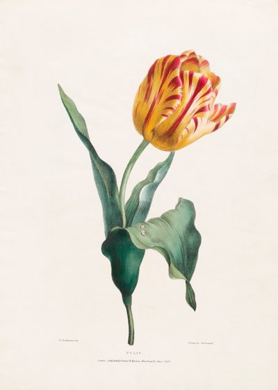 Antique Tulip Print by Valentine Bartholomew de Valentine Bartholomew