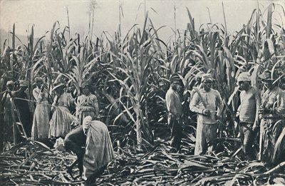 Uma plantação de cana-de-açúcar, 1916 de Valentine and Sons Ltd