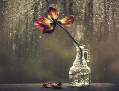 Tulipa Murcha, Janela Chuvosa de Valeriya Tikhonova