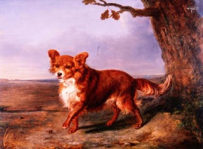 "Raposa", um cão preferido de Vallati