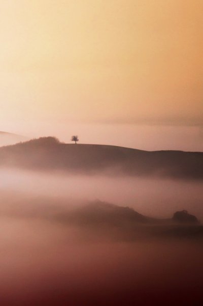 Lone Tree Golden Mist de Vanja Tajnsek