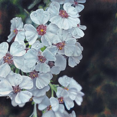 Flores brancas beijadas pelo orvalho de Viccy Wanliss