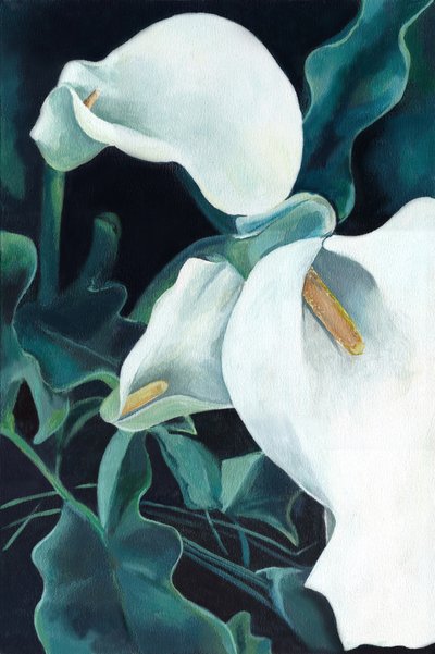Cálias brancas elegantes de Viccy Wanliss