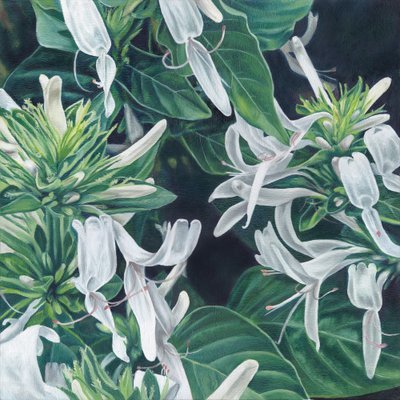 Flores brancas elegantes de Viccy Wanliss
