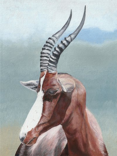 Retrato de um blesbok sereno de Viccy Wanliss