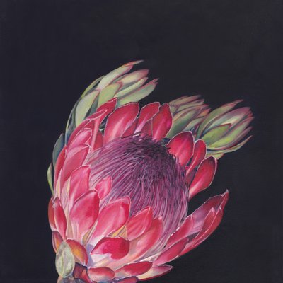 Protea Rosa Intensa de Viccy Wanliss