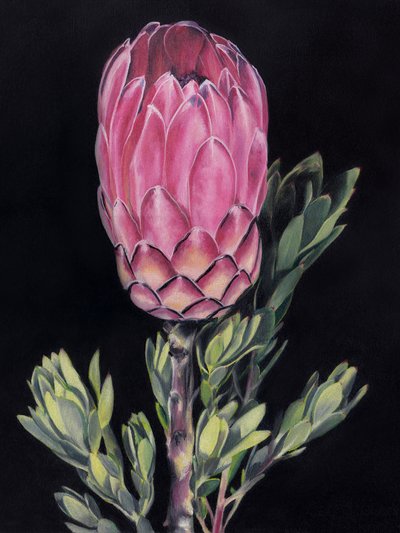 Protea Rosa Intensa de Viccy Wanliss