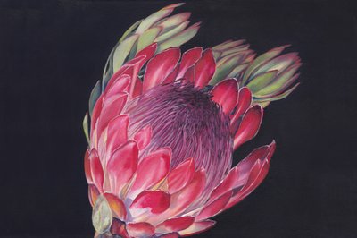 Flor de protea vibrante de Viccy Wanliss