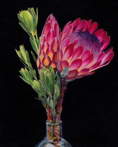 Flores de protea vibrantes de Viccy Wanliss