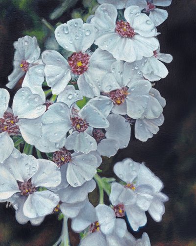 Gotas de orvalho nas flores brancas de Viccy Wanliss