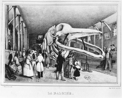 A baleia no Museu de História Natural de Paris, c.1840 de Victor Adam