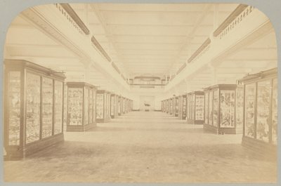 Pl. III. História principal: Pássaros de Victor Prevost, Gaston L. Feuardent and Co., New York