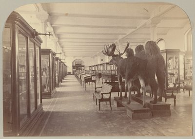 Pl. II. Andar Inferior: Mamíferos de Victor Prevost, Gaston L. Feuardent and Co., New York