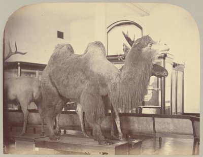 Pl. VIII. Camelo e alce de Victor Prevost, Gaston L. Feuardent and Co., New York