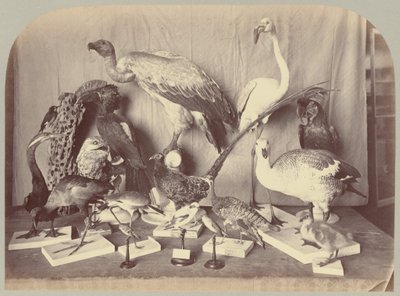 Pl. XIII. Aves de Victor Prevost, Gaston L. Feuardent and Co., New York