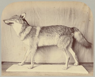 Pl. XII. Lobo Europeu de Victor Prevost, Gaston L. Feuardent and Co., New York