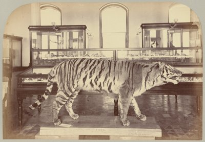 Pl. XI. Bengal Tiger de Victor Prevost, Gaston L. Feuardent and Co., New York
