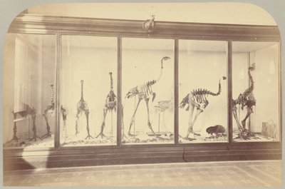 Pl. XV. Aves Fósseis: Nova Zelândia de Victor Prevost, Gaston L. Feuardent and Co., New York