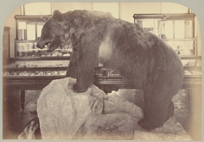 Pl. X. Grizzly Bear de Victor Prevost, Gaston L. Feuardent and Co., New York