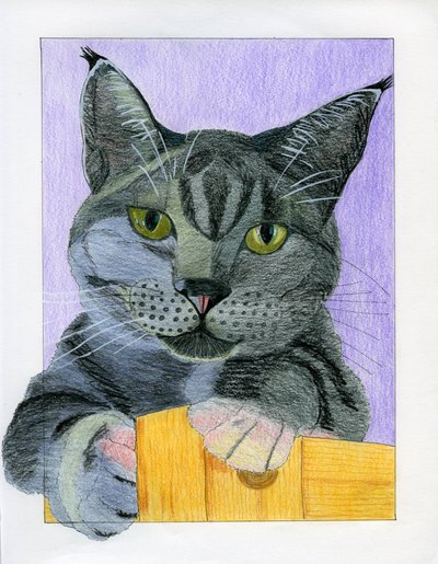 O gato cinzento curioso espreita de Viktoriia Saunina