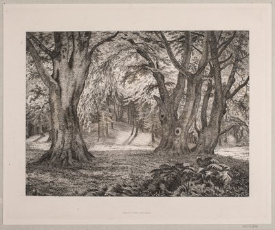 O interior de uma floresta de Vilhelm Kyhn
