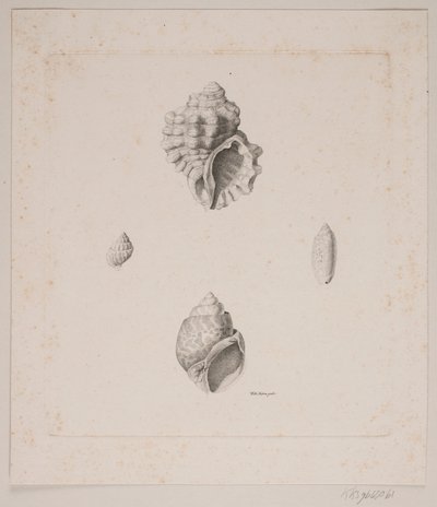 Fogo konkylier de Vilhelm Kyhn