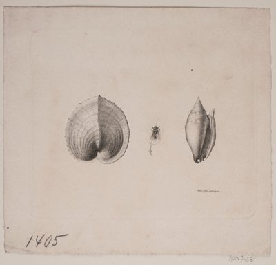 Duas conchas e uma mosca de Vilhelm Kyhn