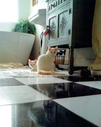 Puddy cats, 2017 de Vincent Alexander Booth