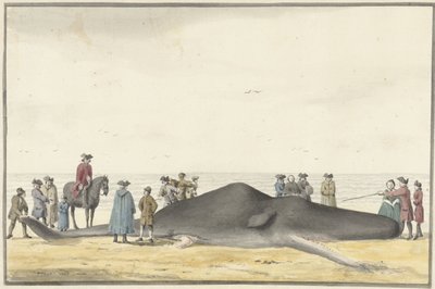 Cachalote (cachelot) na praia entre Zandvoort e Wijk aan Zee, 20 de fevereiro de 1762, visto de frente de Vincent Jansz. van der Vinne