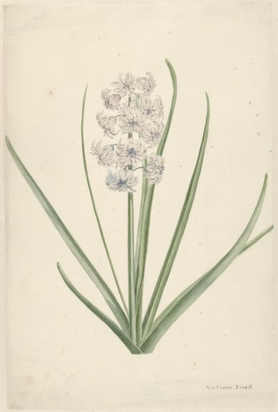 Jacinto azul-claro branco de Vincent Jansz. van der Vinne