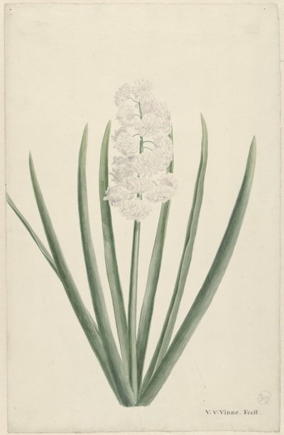 Jacinto branco de Vincent Jansz. van der Vinne