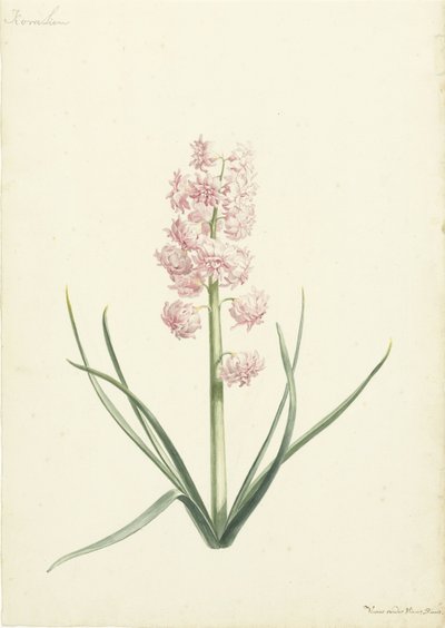 Hyacinth Coralien de Vincent Laurensz. van der Vinne (II)