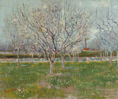 Pomar em flor (ameixeiras) de Vincent van Gogh