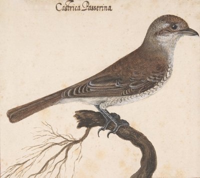 Castrica Passerina,. de Vincenzo Leonardi