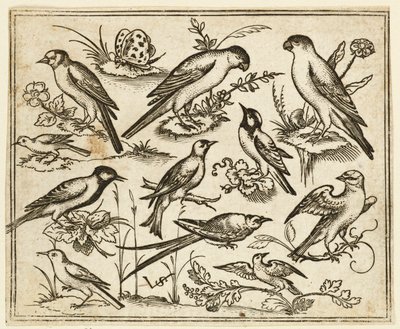 Onze pássaros sentados em manchas de folhagem florida e pequenos ramos..., 1557.   de Virgil Solis