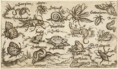 Insetos, répteis, caracóis e peixes em terreno mínimo com água em primeiro plano..., 1572. de Virgil Solis