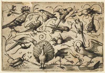 Dez pássaros em pequenas gavinhas de folhagem com uma cegonha amarrando uma gavinha em torno da perna de um pelicano..., 1540. de Virgil Solis